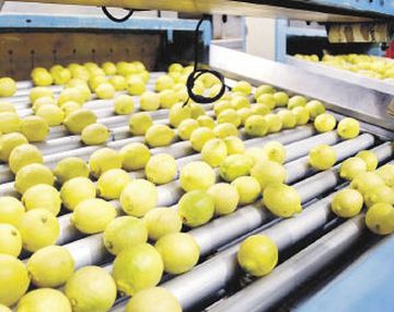 alarma. Los envíos de limones a Rusia y Ucrania empiezan en marzo, mientras que ya hay embarcaciones en camino con peras y manzanas. Restricciones para bancos rusos y dificultades logísticas, entre las mayores preocupaciones de las empresas exportadoras.