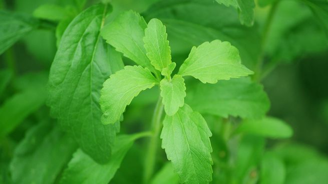La stevia puede endulzar entre 15 a 30 veces más que el azúcar, sin causar problemas de glucemia.