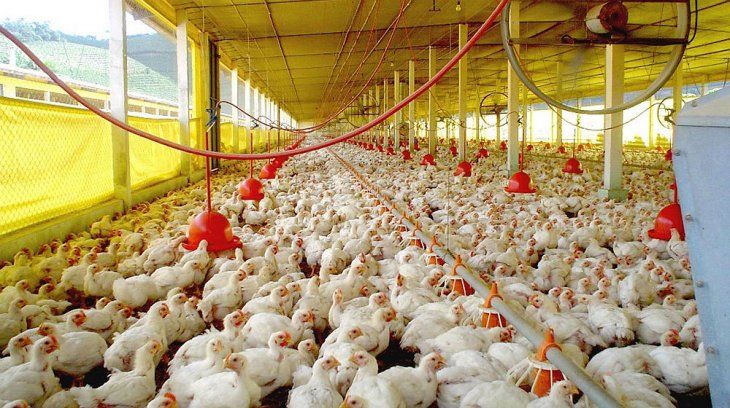 Gripe aviar: con exportaciones suspendidas, peligra negocio de u$s400 millones al año