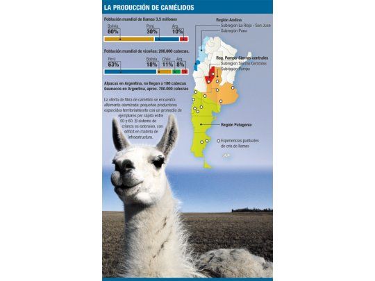 Llamas, cada vez más atractivas