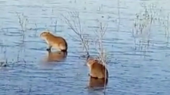 Dos carpinchos se desplazan sobre el hielo en una postal atípica del ecosistema subtropical.