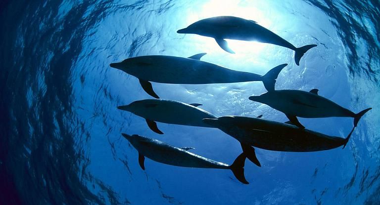 Dolphins, being bioindicators of the health of the marine ecosystem, warn about the dangers of pharmaceutical pollution in the oceans. Dolphins, being bioindicators of the health of the marine ecosystem, warn about the dangers of pharmaceutical pollution in the oceans.