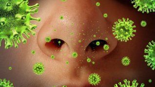 buscan en la selva mexicana los virus que podrian desatar nuevas pandemias