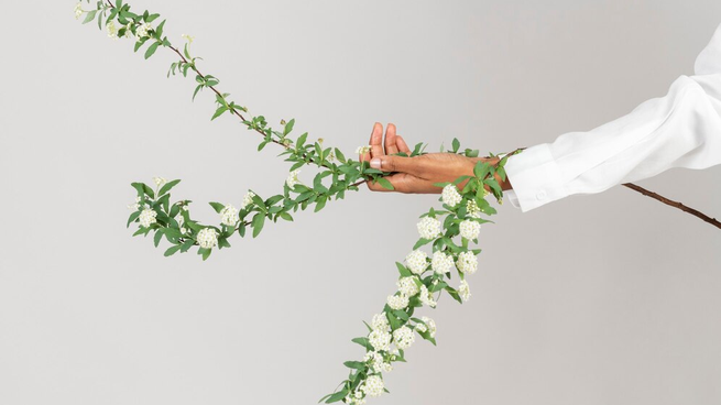 Qué plantas traen buena fortuna según el Feng Shui.&nbsp;