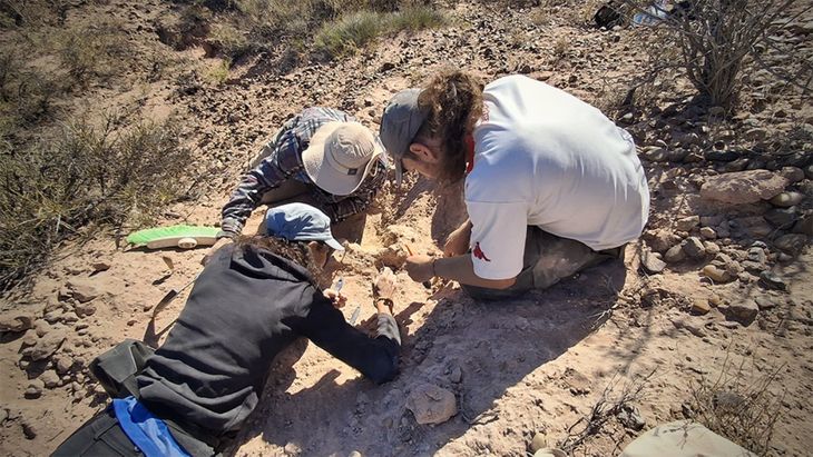 La especie podría corresponder a Notosuchus terrestris o a una aún no identificada La especie podría corresponder a Notosuchus terrestris o a una aún no identificada