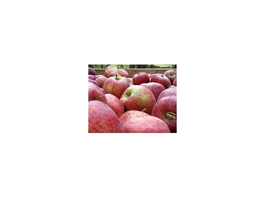 Fruticultores reclaman  medidas paliativas ante el aumento de los costos