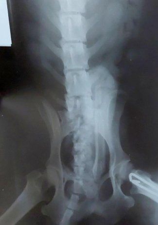 La radiografía del perro que causó polémica. 