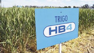 Las variedades de trigo HB4 tienen incorporado un gen del girasol que incrementa la tolerancia a las condiciones de sequía, reduciendo las pérdidas de rendimiento frente al déficit hídrico.