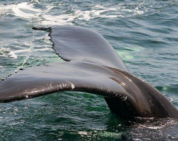 La decisión de volver a cazar ballenas con fines comerciales recibió una condena mundial. 