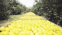 Rendimiento. Por factores ligados a la rentabilidad, la superficie que se destina a la producción del citrus se volvió a reducir. Plantean empresarios invertir en derivados para mejorar la ecuación económica.