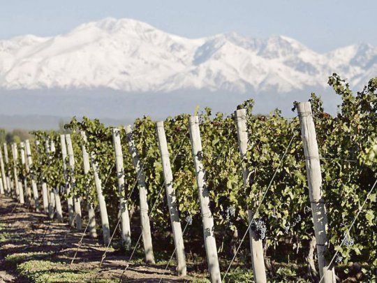 Cultivo. El 21% de la superficie sembrada de vinos en el país es malbec.