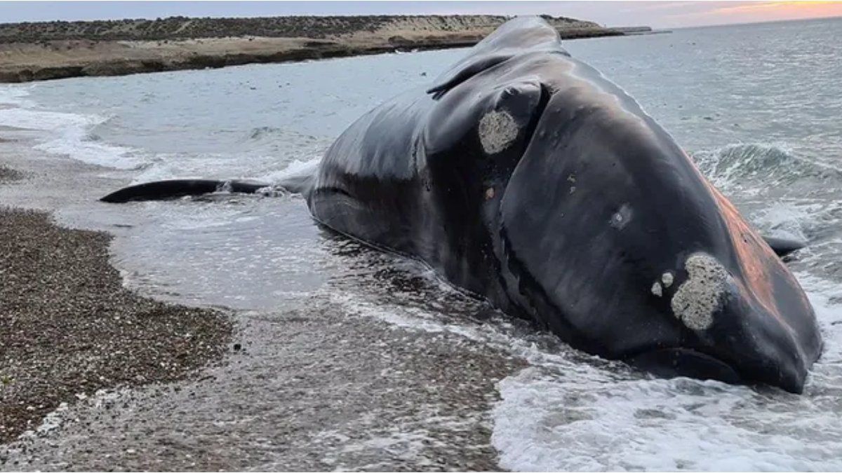 Uncertainty in Peninsula Valdés: they found 71 dead whales so far this year