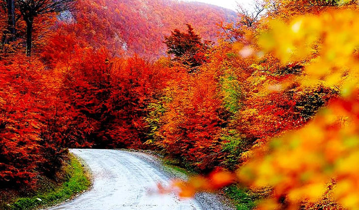 A forest of pure color and nature A forest of pure color and nature