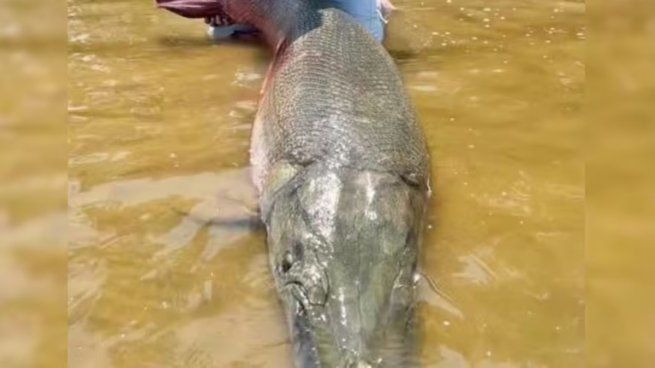Un grupo de pescadores rompió un nuevo récord mundial tras capturar un pez gigante