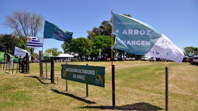 La Asociación Cultivadores de Arroz agremia a todos los cultivadores de arroz del Uruguay.