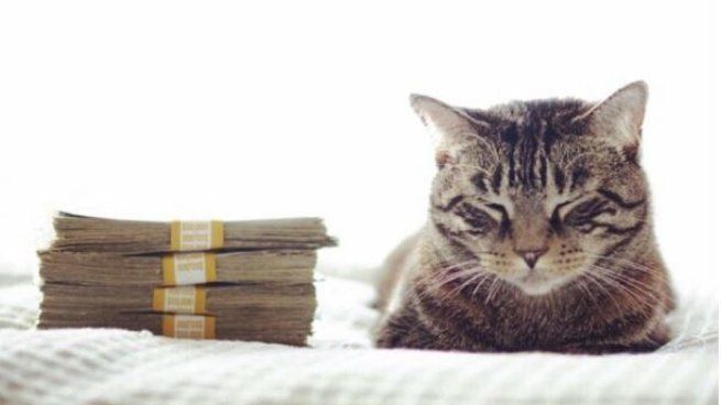 Tomassino vive actualmente con la enfermera de su difunta dueña, en una locación protegida.