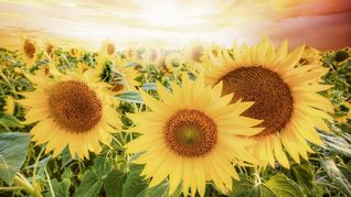 ámbito.com | Tapa Campo.jpg