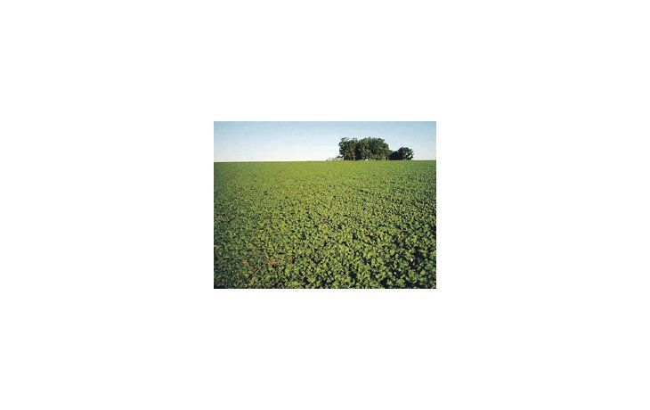 El USDA recortó un 1% su estimación de la cosecha estadounidense de soja.