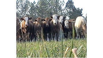 La faena de vacas creció 16,3% durante elmes de julio y abarcó un total de 338.565cabezas, según informó la ONCCA.