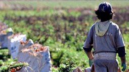 Most of the minors identified in illegal working conditions come from Latin America. Most of the minors identified in illegal working conditions come from Latin America.