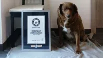 Guinness World Records, como entidad responsable de validar récords a nivel mundial, ha iniciado una investigación para examinar la evidencia existente, buscar nueva documentación y consultar con expertos en veterinaria y longevidad canina.