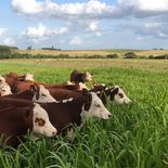 La ganadería mostró el mayor incremento del mes con un alza de 4,22% en sus precios. La ganadería mostró el mayor incremento del mes con un alza de 4,22% en sus precios.