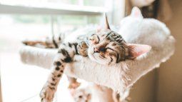 Gato