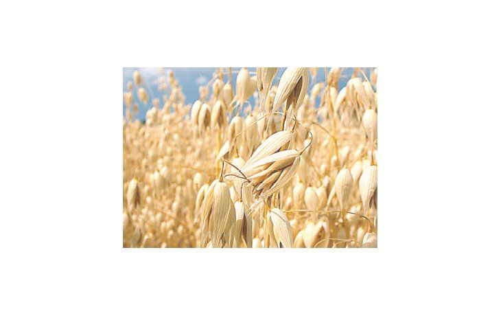 La avena que cotiza en Chicago fue lo que más bajó en 2015, con una diferencia negativa del 31%, seguida por el trigo (- 21%), la harina de soja (-18%), el maíz (-16%), el poroto de soja (-13%) y el aceite de soja (-8%).