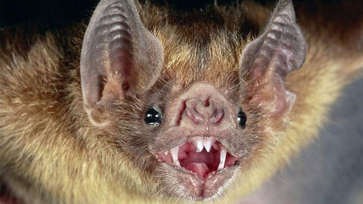 Virus found in bats similar to Covid-19