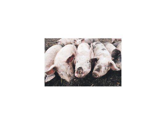 En Alemania se cerraron temporalmente casi 5.000 explotaciones agropecuarias y se analizaron muestras de huevos, carnes de ave y cerdo, algunas de las cuales dieron tasas excesivas de dioxinas.