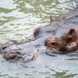 Murió Hipólito, el hipopótamo del Bioparque de La Plata. Murió Hipólito, el hipopótamo del Bioparque de La Plata.