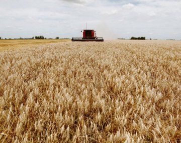 La Bolsa indicó que el principal impulsor de la campaña 2020/21 de trigo eran las condiciones climáticas favorables para el inicio de la siembra y las perspectivas económicas favorables para el cultivo.