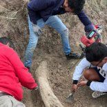 El fósil apareció en sedimentos con una antigüedad estimada superior a los 100.000 años. El fósil apareció en sedimentos con una antigüedad estimada superior a los 100.000 años.