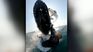 Surfista se chocó una ballena.&nbsp;