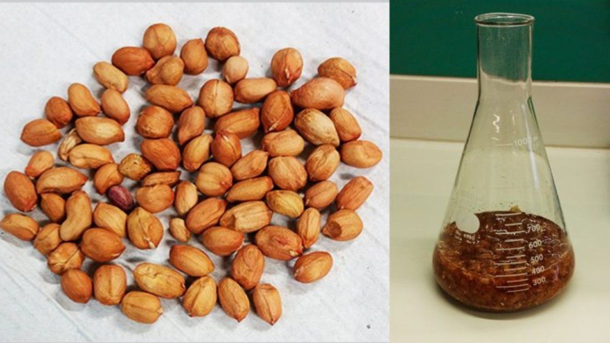 CONICET researchers verified that peanut skin inhibits the dengue virus