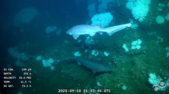 La especie que identificó el buque científico.