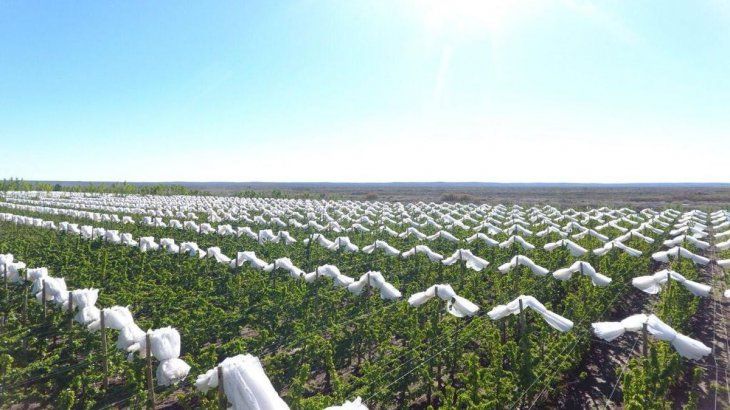 La compañía se encuentra en la región denominada Valle Medio del Río Negro. Allí posee unas 1.200 hectáreas aptas para la producción frutícola.