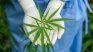 Germany legalized the recreational use of cannabis. Germany legalized the recreational use of cannabis.