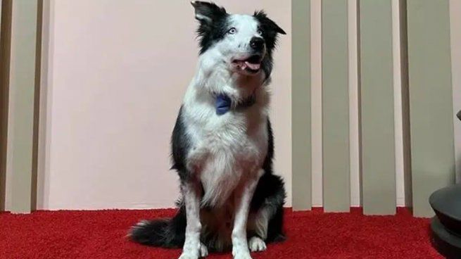 Messi, el perro actor que llego a Hollywood.