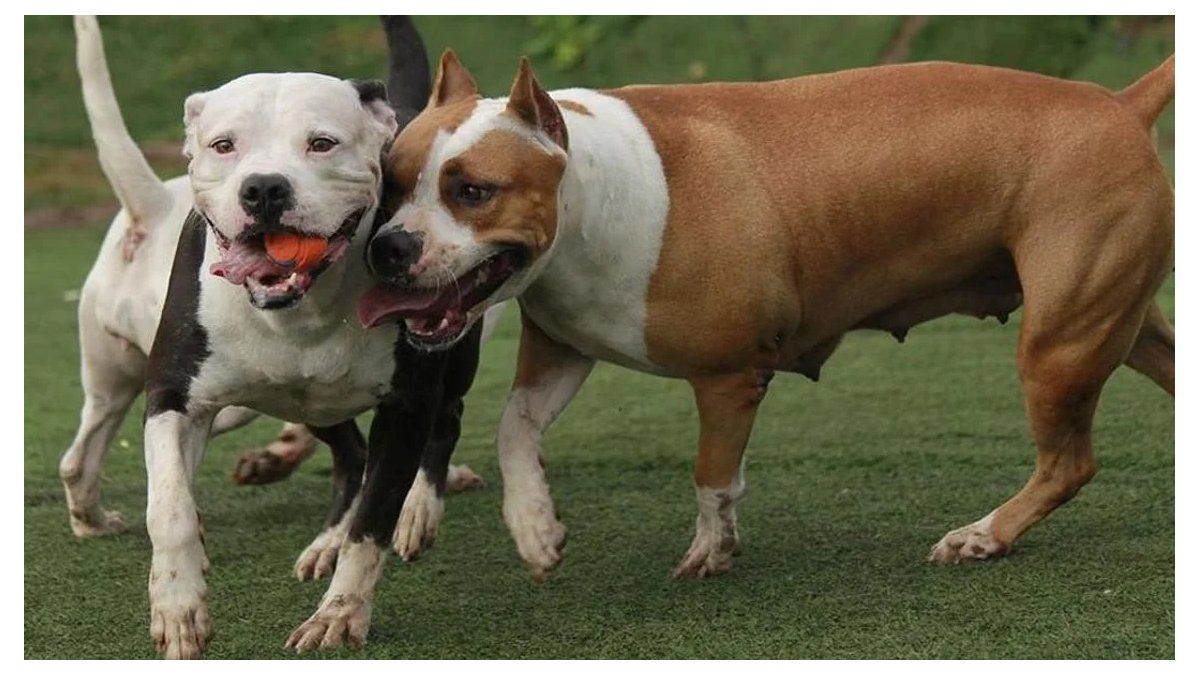 two brothers were brutally attacked by a pack of pit bulls