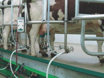 Dólar soja: la industria láctea advirtió por la rentabilidad de la cadena en medio de la sequía