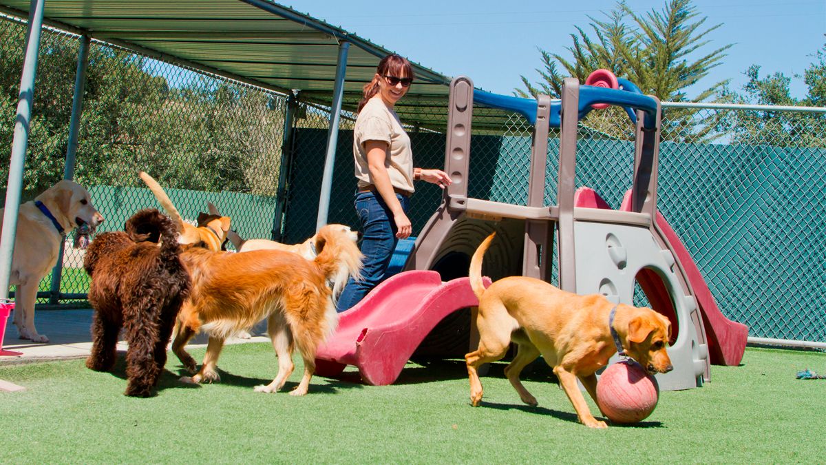 Winter holidays 2024: options to keep your pet safe if they can’t travel with you