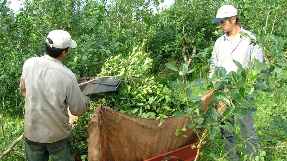 The yerba mate dispatch was a record in the first half of the year