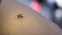 Suponen que habrá un aumento del brote de dengue