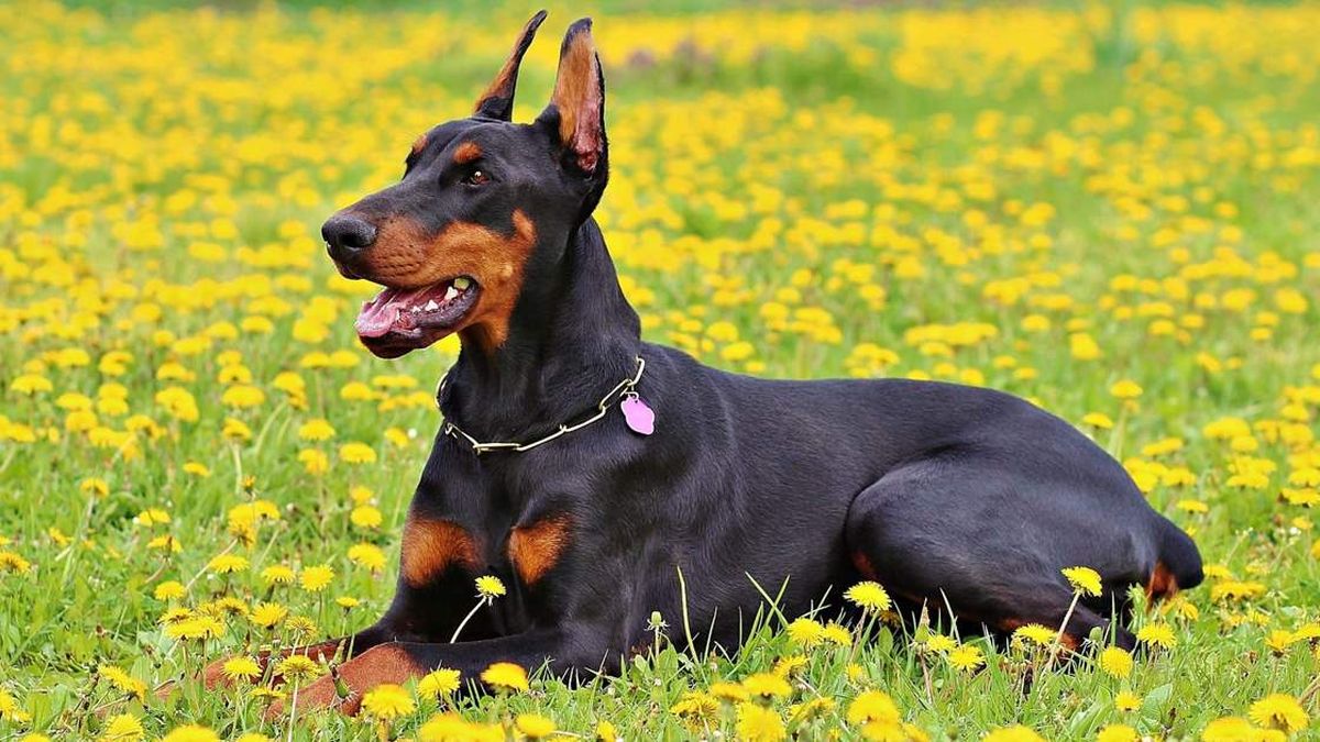 cual es el perro mas peligroso del mundo