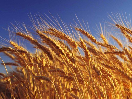 Los productores de trigo esperan una cosecha récord en el ciclo 2019/20.
