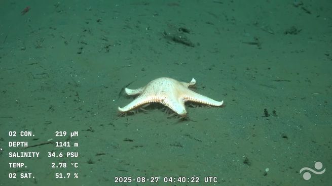 Estos fueron los organismos identificados por el buque Falkor (too).