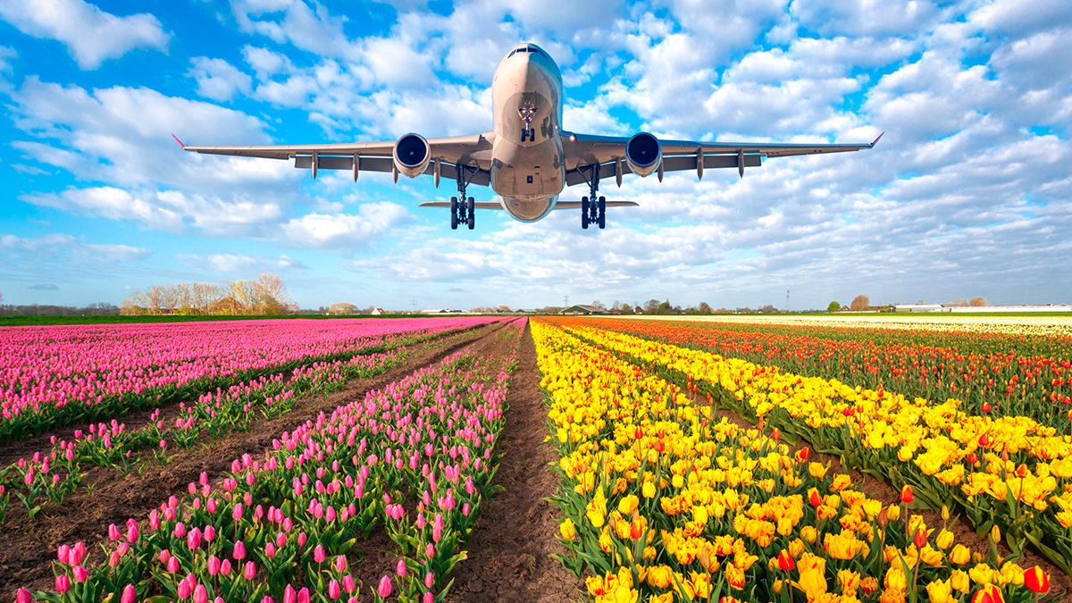What are the most sought-after jobs for Argentines who want to emigrate to the Netherlands?