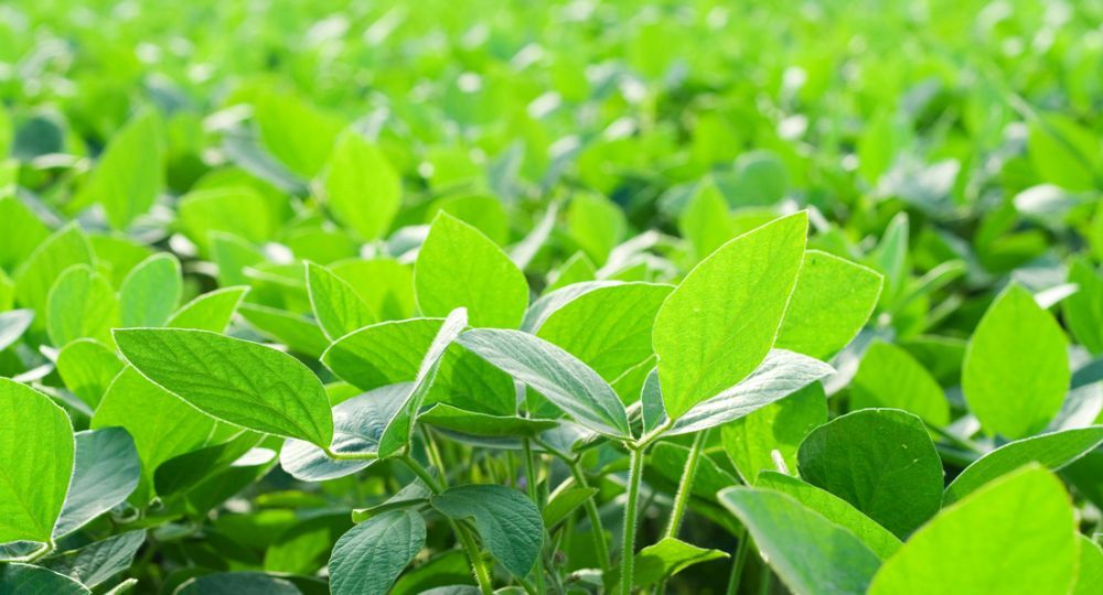 El 16 de marzo la tonelada de soja cotizaba u$s301,95, cuando la pandemia golpeaba con fuerza a los commodities agropecuarios. 