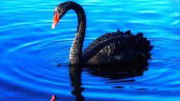 was svb another black swan?: why the regulators did not anticipate the fall and what alarms did not sound